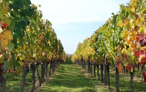 Couvreur Lalande-de-Pomerol